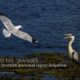 Argument between a Seagull and a Heron at Lossiemouth, Moray