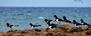 Banner image - oyster catchers