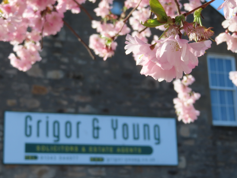 Tree blossom at St Giles Road, Elgin, Moray.