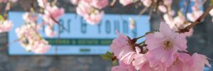 Blossom in front of Grigor & Young sign