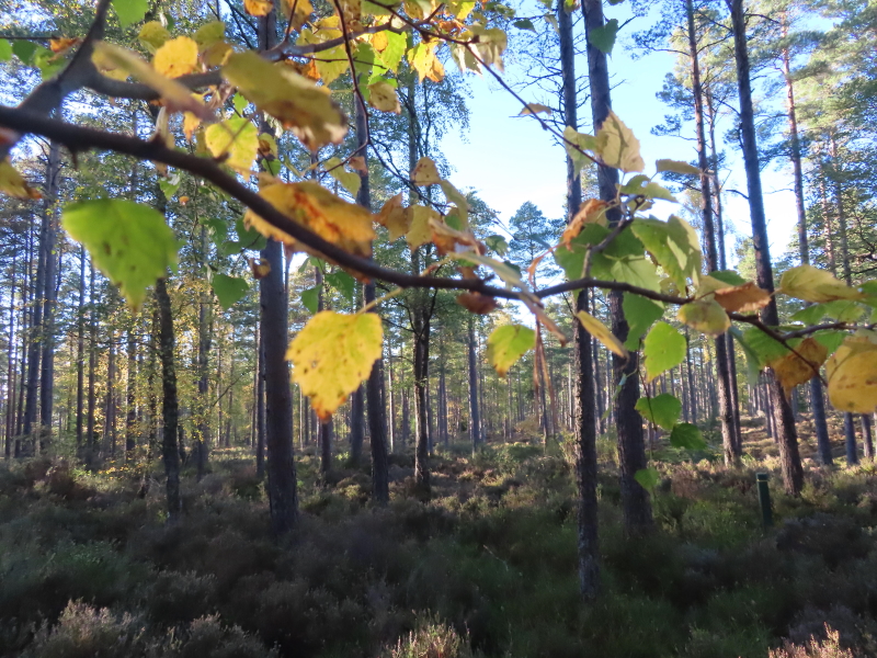 Winding Walks, autumn colours