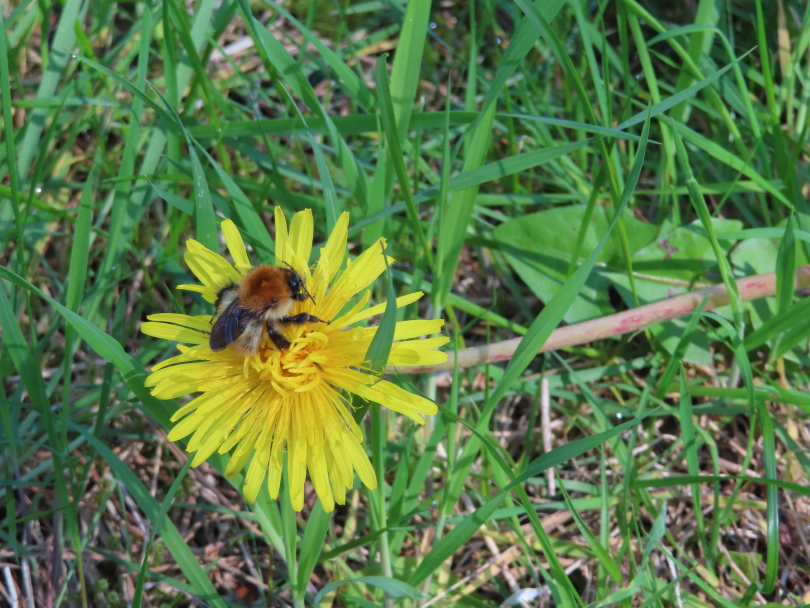 Bee-on-Dandelion-at-Roseisle-Forest-Moray