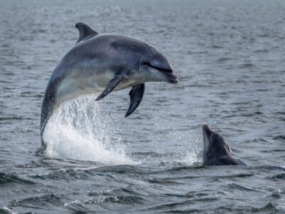 Bottlenose-Dolphin-Breaches-in-the-Moray-Firth