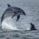 Bottlenose-Dolphin-Breaches-in-the-Moray-Firth