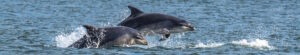 Bottlenose-Dolphins-in-the-Moray-Firth