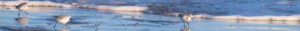 Sanderlings-West-Beach-Lossiemouth-Moray