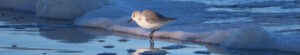 Sunlit-Sanderling-Lossiemouth-West-Beach
