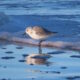 Sanderling-in-the-Sunshine-Lossiemouth